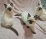3 prachtige seal point Ragdolls, Dieren en Toebehoren, Katten en Kittens | Raskatten | Langhaar, Meerdere dieren, Gechipt, 0 tot 2 jaar