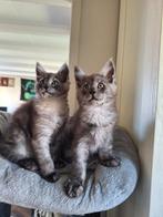 Mainecoon kitten, Kater, Ontwormd, 0 tot 2 jaar