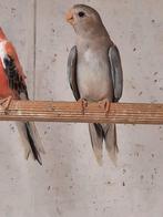 Splendid cinnamon pop, Dieren en Toebehoren, Vogels | Parkieten en Papegaaien, Vrouwelijk, Parkiet, Geringd
