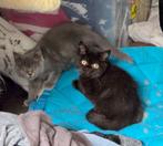 Kittens britse korthaar nog 2 !, Dieren en Toebehoren, Katten en Kittens | Raskatten | Korthaar, Meerdere dieren, Ontwormd, 0 tot 2 jaar