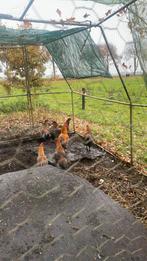 Maranshaan half jaar oud, Dieren en Toebehoren, Pluimvee, Mannelijk, Kip