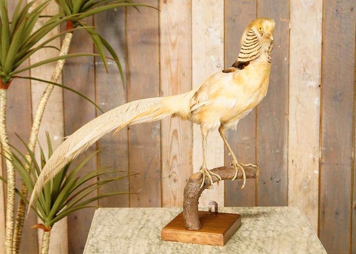 Opgezette oude brocante gele goudfazant - taxidermie, Verzamelen, Dierenverzamelingen, Gebruikt, Opgezet dier, Vogel, Ophalen