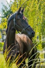 Te koop dressuur paarden, Dieren en Toebehoren, Merrie, Gechipt, Dressuurpaard, 3 tot 6 jaar