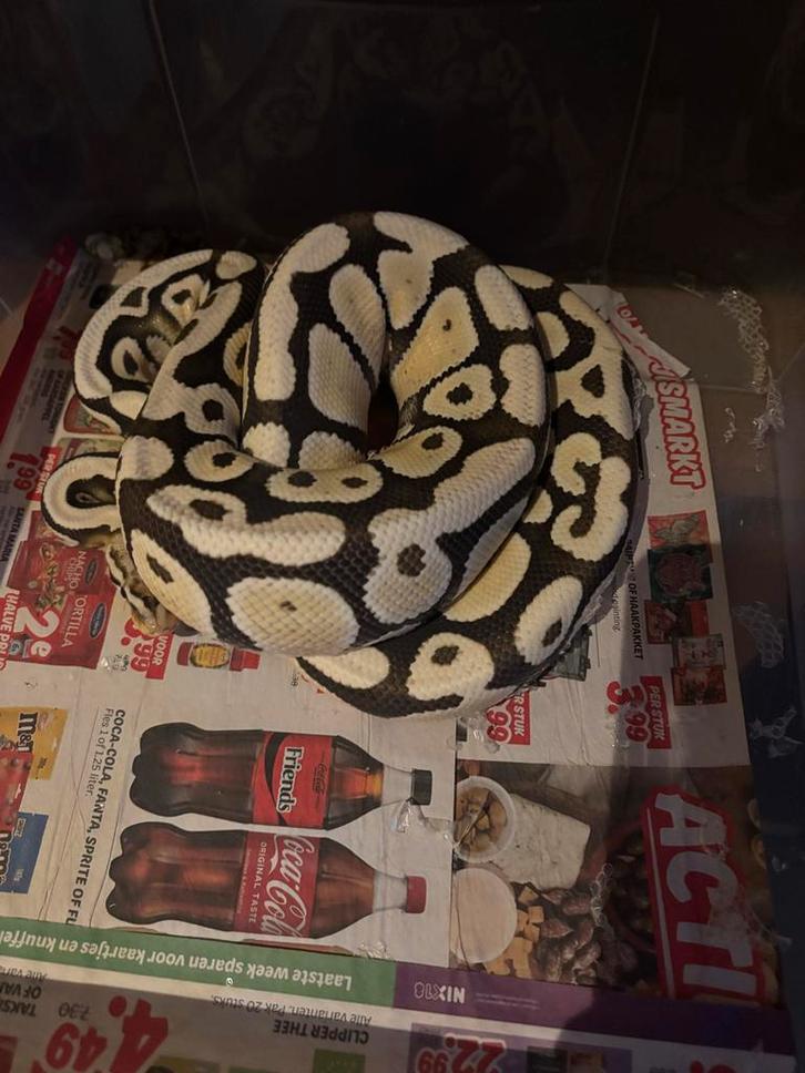 4 Koningspython te koop Ball Python - unknown for sale from Rico