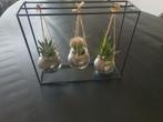 Vetplanten en cactus in decoratieve houder, Huis en Inrichting, Kamerplanten, Ophalen of Verzenden, Cactus, Volle zon, Minder dan 100 cm