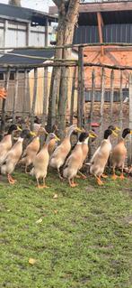 Gratis mannelijke loopeenden, Dieren en Toebehoren, Pluimvee, Mannelijk, Eend