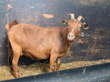 Dwerggeit camelkleur 5 jaar beschikbaar voor biedingen