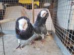 Sierduiven, Dieren en Toebehoren, Vogels | Duiven, Meerdere dieren, Overige soorten