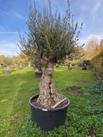Olea europaea olijfboom te koop BA-7, Overige soorten, 100 tot 250 cm, Zomer, Ophalen