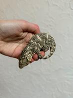 Ongesexte Mt. Koghis leachianus, Dieren en Toebehoren, Reptielen en Amfibieën, Hagedis, Tam, 0 tot 2 jaar