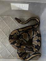 Konings python, Dieren en Toebehoren, Slang