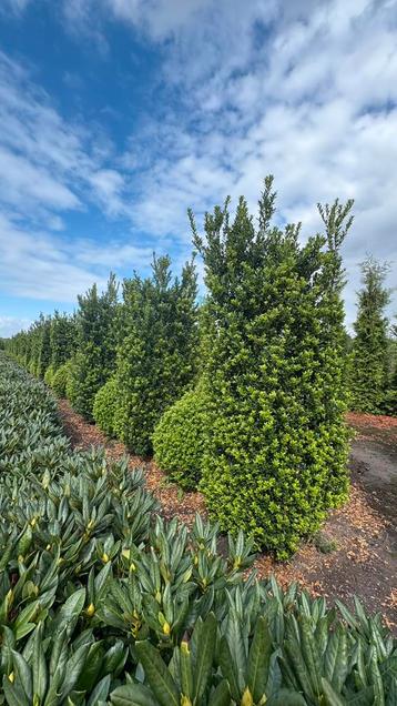 Ilex kanehirae cilindervormen beschikbaar voor biedingen