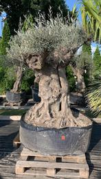 Mediterane planten en bomen, Overige soorten, 100 tot 250 cm, Ophalen, Volle zon
