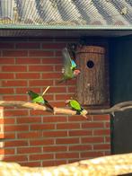 Pyrrhura roseifrons, Dieren en Toebehoren, Meerdere dieren, Parkiet, Geringd