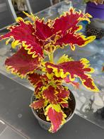 Coleus per stuk €6, Ophalen of Verzenden, Halfschaduw, Minder dan 100 cm