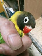 Prachtige piep jonge agapornis personata wildkleur pop, Vrouwelijk, Dwergpapegaai of Agapornis, Geringd
