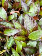Ensete maurelii rode bananenplant, Tuin en Terras, Planten | Tuinplanten, Ophalen of Verzenden, Zomer, Volle zon