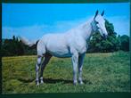 (2195) Dierenkaart: PAARD, Ophalen of Verzenden, 1980 tot heden, Ongelopen, Paard