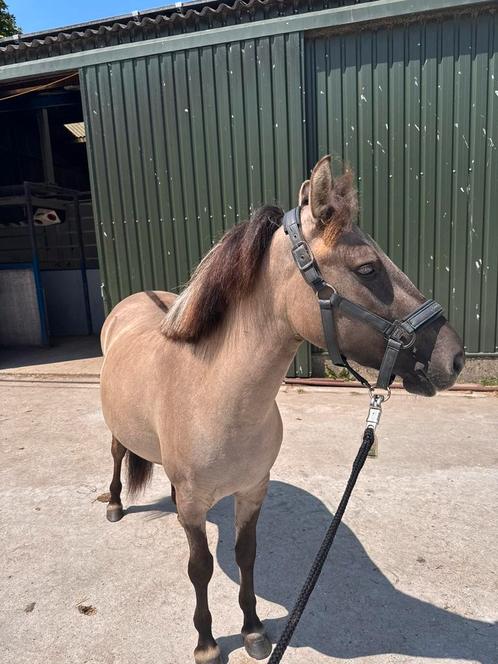 Verzorger gezocht!!, Dieren en Toebehoren, Paarden en Pony's | Verzorgingsproducten, Nieuw, Ophalen of Verzenden