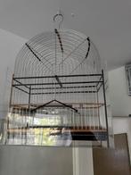 Twatwa kooi nieuwe staat 50 hoog 39 lengte 20 breedte, Meerdere dieren, Tropenvogel