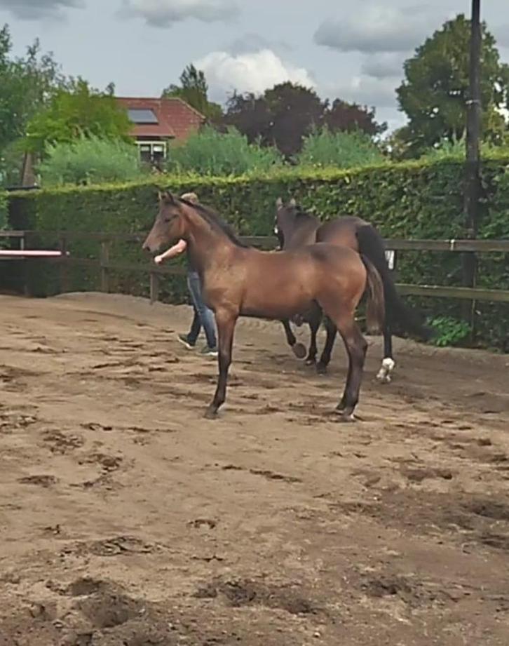 Aansprekend hengstveulen van McLaren x Sir Sinclair elite sp, Dieren en Toebehoren, Paarden, Hengst, Niet van toepassing, 0 tot 2 jaar