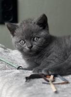 Heel schattig Blauw Brits Britse korthaar katertje❤️kitten, Dieren en Toebehoren, Katten en Kittens | Raskatten | Korthaar, Meerdere dieren
