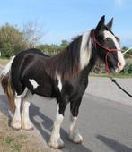Te koop: Tinker veulen Joy – een lief en bijzonder meisje!, Dieren en Toebehoren, Paarden, Minder dan 160 cm, 0 tot 2 jaar, Recreatiepaard