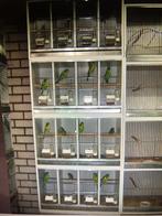 Kweekkooien, Dieren en Toebehoren, Ophalen of Verzenden, Gebruikt, Broedkooi of Kweekkooi