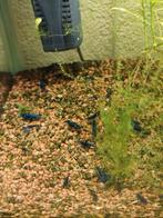 Blauwe garnalen, Dieren en Toebehoren, Vissen | Aquaria en Toebehoren, Ophalen, Nieuw