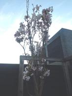 Kersenbloesem| Kersenboom te koop, Tuin en Terras, Planten | Bomen, Ophalen, Halfschaduw, Overige soorten, Lente