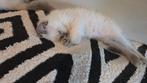 Mogen weg!Raszuivere Ragdoll kittens blue point/creme point!, Dieren en Toebehoren, Katten en Kittens | Raskatten | Langhaar, Meerdere dieren