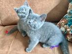 Laatste 100% Britse Korthaar Kitten Kater, Meerdere dieren, Ontwormd, 0 tot 2 jaar