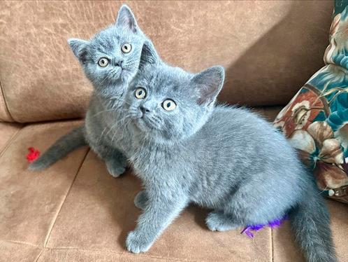 Laatste 100% Britse Korthaar Kitten Kater, Dieren en Toebehoren, Katten en Kittens | Raskatten | Korthaar, Meerdere dieren, 0 tot 2 jaar