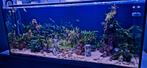 Compleet aquarium aangeboden, led lamp, co2, filter etc., Zo goed als nieuw, Ophalen, Gevuld zoetwateraquarium