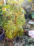 Begonia luxurians, Ophalen of Verzenden, Overige soorten, Volle zon