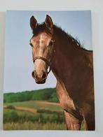 paard paarden kaart Poppverlag, Ophalen, 1980 tot heden, Ongelopen, Paard