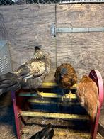 Araucana hanen, Dieren en Toebehoren, Pluimvee, Mannelijk, Kip