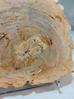 Versteend hout, Ophalen