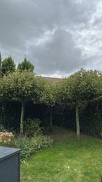 Gratis dakplantanen - zelf uitgraven!, Tuin en Terras, Planten | Bomen, Bloeit niet, Dakboom, 250 tot 400 cm, Ophalen