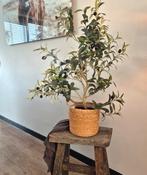 Olijfboom in mand (nep) landelijk stoer en sober, Ophalen of Verzenden