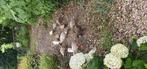 Te koop eenden(jong) 9 stuks geslacht onbekend, Dieren en Toebehoren, Pluimvee, Meerdere dieren, Eend