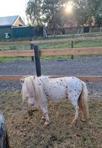 Mini dekhengst 74 cm, Dieren en Toebehoren, Pony's, Niet van toepassing, Hengst, A pony (tot 1.17m), 7 tot 10 jaar