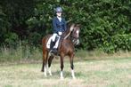 Super Leuke C Sportpony, Dieren en Toebehoren, Ruin