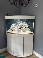 Juwel trigon 190L chichlides, Dieren en Toebehoren, Ophalen, Zo goed als nieuw, Filter of Co2