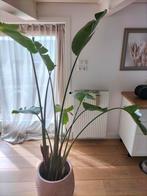 Strelitzia kamerplant, volwassen, Ophalen, Overige soorten