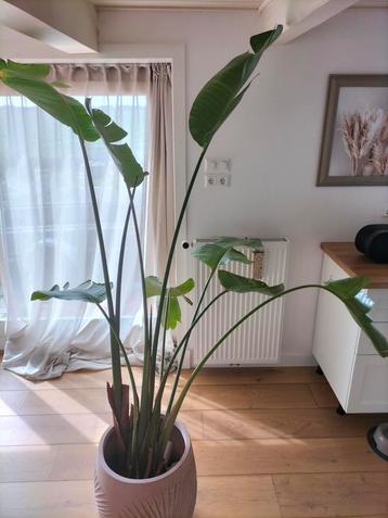Strelitzia kamerplant, volwassen beschikbaar voor biedingen