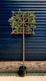 Steeneik Quercus Ilex Hoogstam / Leiboom🌿 groenblijvend, Tuin en Terras, Planten | Bomen, Ophalen, Overige soorten