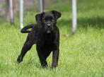 Cane corso Teefje, Dieren en Toebehoren, Honden | Bulldogs, Pinschers en Molossers, 15 weken tot 1 jaar, Overige rassen, Teef