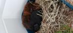 Zwart cavia beertje 7 weken, Dieren en Toebehoren, Juli, Mannelijk, Cavia