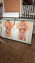 Mooie plaat anatomie, Antiek en Kunst, Antiek | Schoolplaten, Ophalen of Verzenden, Natuur en Biologie